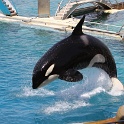 Marineland - Orgues - 066